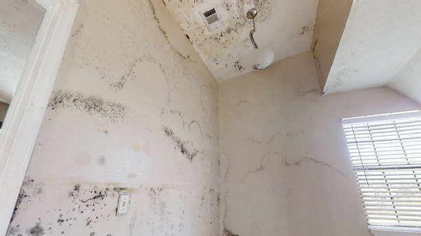 Best Mold Removal for HVAC Installations  in Malaga, NJ