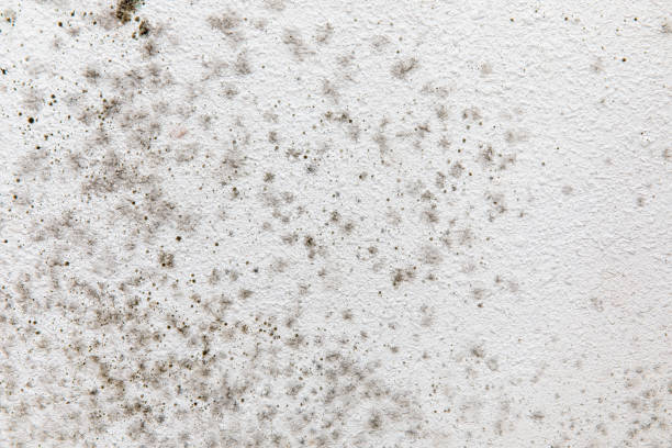 Reliable Malaga, NJ Mold Removal Solutions
