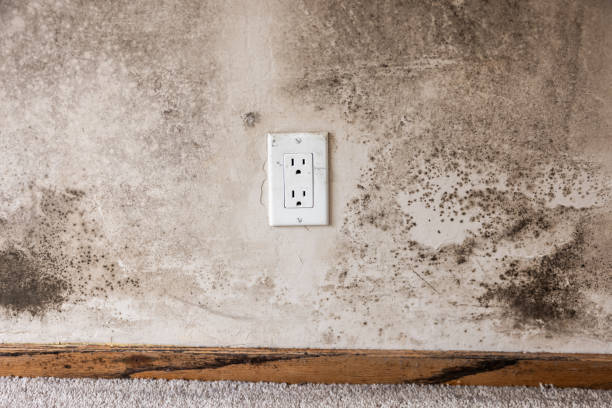 Best Post-Construction Mold Inspection  in Malaga, NJ